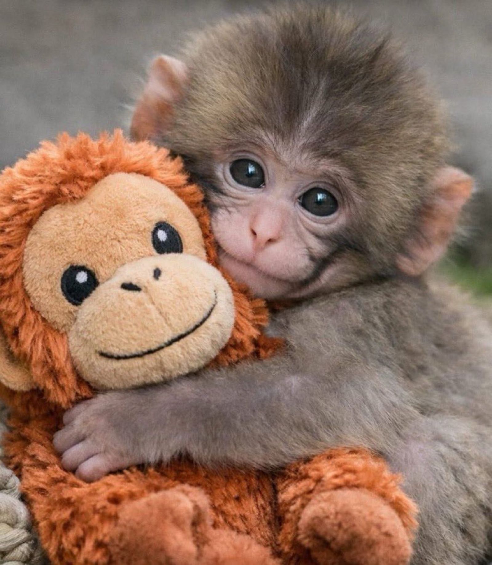 Baby monkey hugging a plush toy